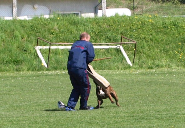 www.atibox.net * www.euroboxer.eu * www.boxergenealogia.eu